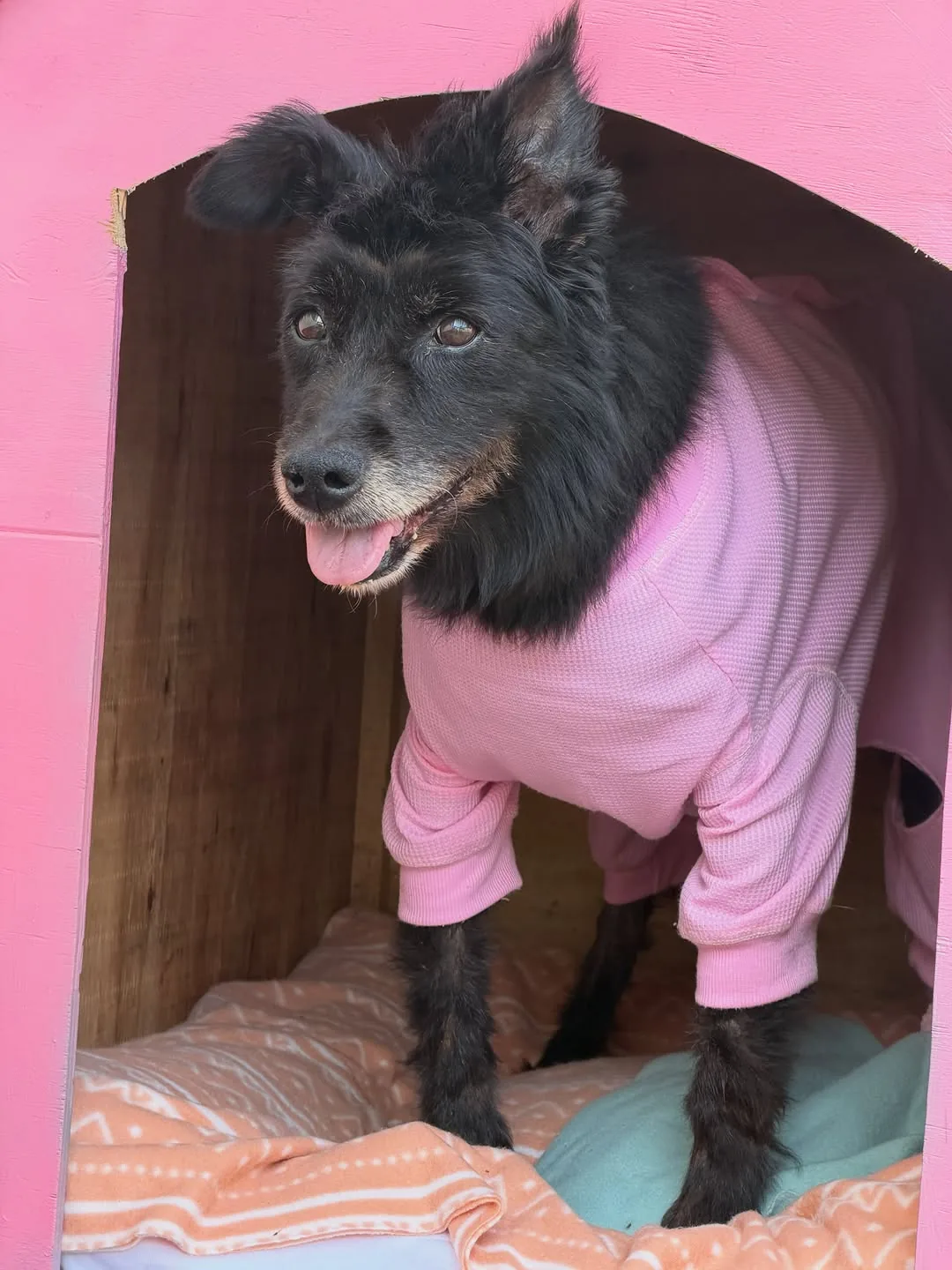 Perrito rescatado de Salvando Peluditos